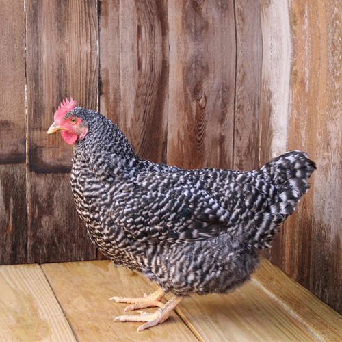 Barred Rock hen from Ideal Poultry in Texas. They will be used in our compost making systems. 