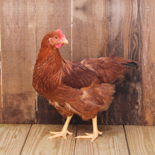 Production Red hen from Ideal Poultry in Texas. They will be used to produce pastured eggs in a mobile coop. 