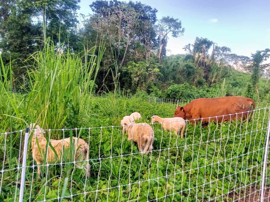 rotational grazing keeps the livestock on green areas and reduces  exposure to parasites. 