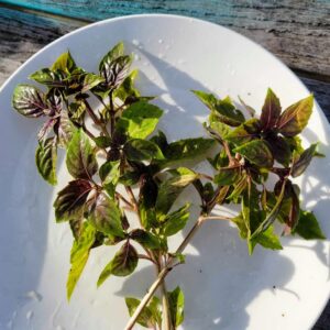 Purple Basil Bunch